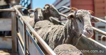 Forecasts of dry weather ahead have sheep producers worried