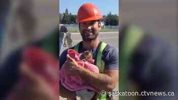Birds were attacking a kitten in a tree so firefighters in Sask. rescued it
