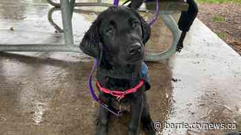 C.O.P.E Service Dog hosting annual walk fundraiser