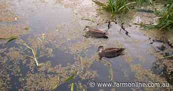 Authority searches game licences and duck hunter bags across Victoria