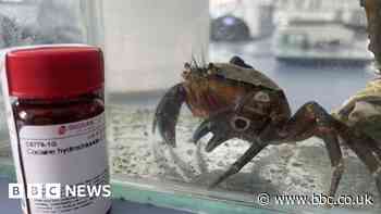 Drugs, pesticides and medicine found in south coast seawater