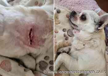 Blackburn woman out of pocket as Staffie attacks chihuahua