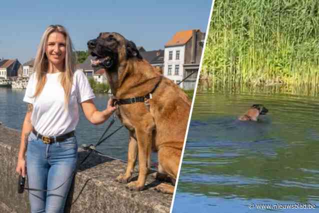 Herdershond Max gebeten door bever tijdens (verboden) zwempartijtje: “Er kwam veel bloed uit de wonde”