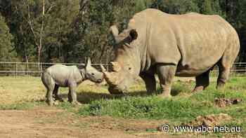$2.6 million owed to casual workers at two of NSW's biggest zoos