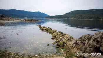 Ancient Indigenous 'clam gardens' could be modern-day climate solution