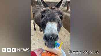 One of world's oldest donkeys dies aged 64
