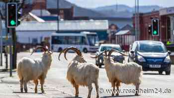 Pause vom Menschen: Tiere nutzten Lockdown-Phasen