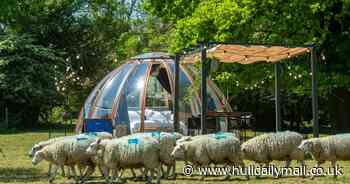 Ultimate sleeping experience literally let guests count sheep to help them drift off