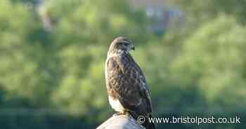 BBC Springwatch hit with complaints over animal cruelty video