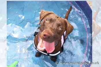 Advice for Wirral dog owners as summer temperatures rise