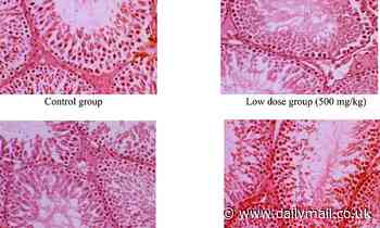 £10 supplement might boost men's sperm counts AND potency, research claims