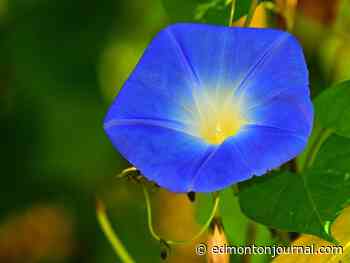 Growing Things: Missing morning glories