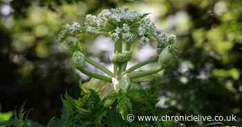 Dog owners issued giant hogweed warning as toxic plant can harm humans and pets