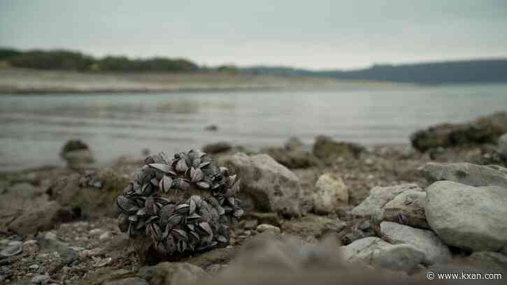 MAP: Zebra mussels are now in 35 lakes across Texas