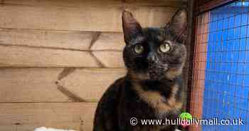 Abandoned cat spends more than 110 days in care but is looking for a new home