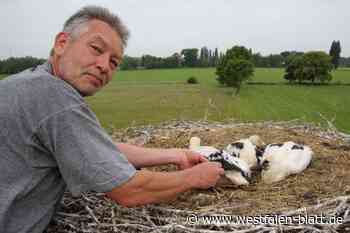 Storchennachwuchs aus Bünde bekommt seinen Ausweis