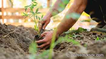 Tour, get inspiration from St. Louis' sustainable backyards Sunday
