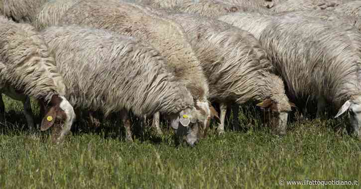 “Mafia dei pascoli”, azienda con interdittiva antimafia dovrà restituire i fondi Ue