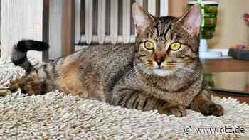 Katzen aus dem Tierschutzverein Jena suchen Kinder zum Spielen