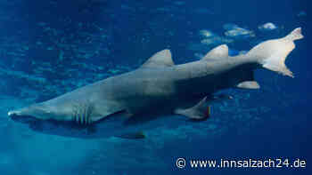 Brutale Hai-Attacke im Urlaubsparadies: Tourist (23) stirbt vor beliebter Schnorchel-Küste