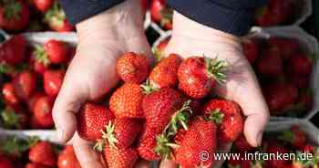 Discounter setzen trotz Kritik auf spanische Erdbeeren