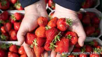 Discounter setzen trotz Kritik auf spanische Erdbeeren