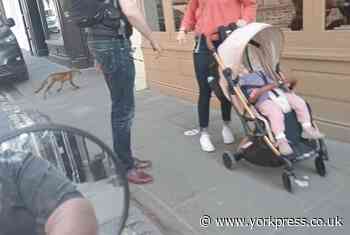 Fantastic Mr Fox spotted AGAIN in York centre - photo