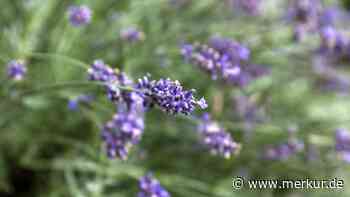 So wird der Garten im Landkreis Dachau eine Oase für Genießer