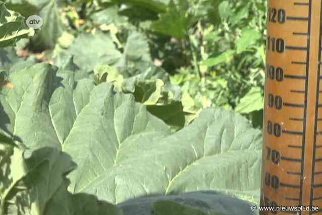 Nog geen sproeiverbod, maar gouverneur Berx neemt maatregelen om water te sparen