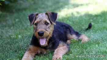 Hund will in die Kneipe – „Lass den Kerl ein Bier trinken und Fußball gucken“