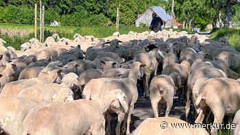 700 neue Mitarbeiter am Flughafen Nürnberg: Schafe kümmern sich um die Wiesen