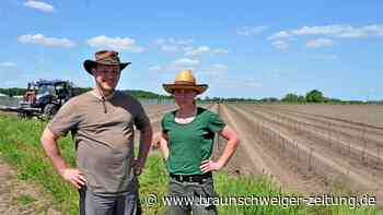 Rund 7500 Reben warten in Emmen sehnlichst auf Regen
