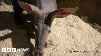 Colchester Zoo: Europe's oldest aardvark dies