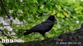 Loughton's swooping crow leaves residents bleeding