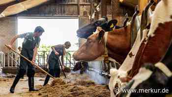 32 Rinder bekommen keine Behandlung: Landwirte aus dem Allgäu wegen Tierquälerei vor Gericht