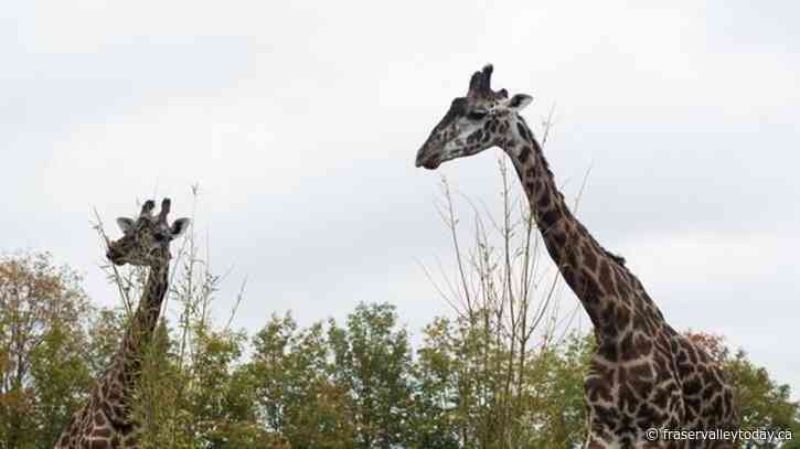 How Canada’s zoos protect the animals when wildfire smoke blows in