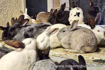 SPCA seizes 162 rabbits from Abbotsford property