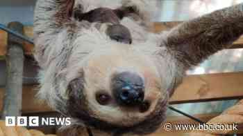 Dudley Zoo welcomes new baby two-toed sloth