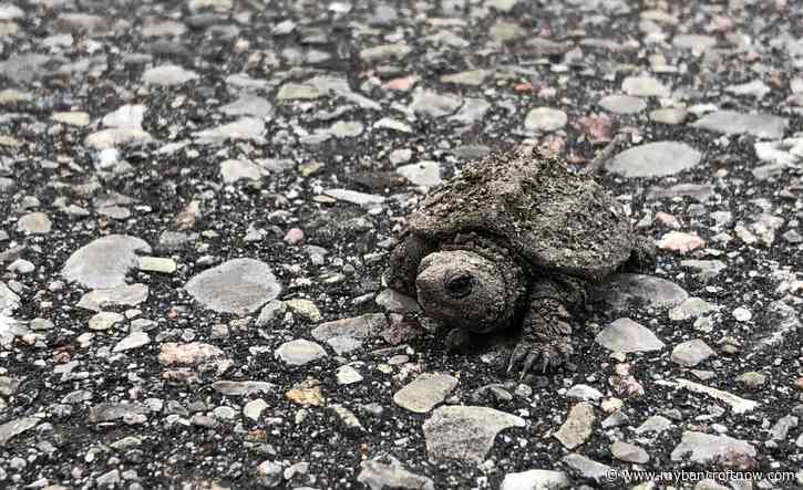 Residents asked to keep turtles safe in nesting season