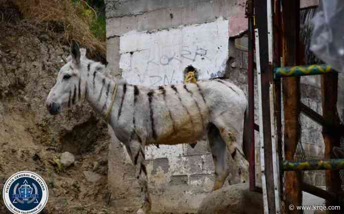5 painted, malnourished 'zonkeys' rescued by animal services in Tijuana