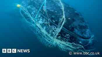 Australia: Watch moment trapped humpback whale is cut free