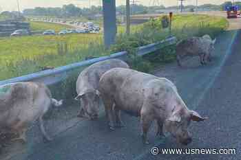 Pigs Run Loose on Metro Highway After Semitruck Tips Over in Minnesota