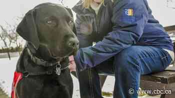 You're not alone: How an Airdrie, Alta. dog comforts people in stressful situations