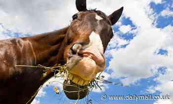 Researchers find horses have distinct facial expressions when they feel disappointed or frustrated