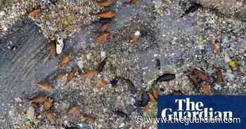 Coral slime, burning trees – and hope: Earth Photo 2023 shortlist – in pictures