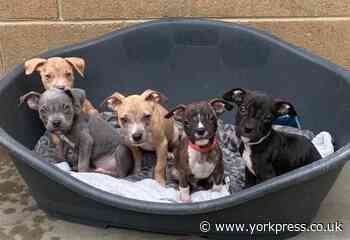 Meet seven pups rescued by the York RSPCA who need a home