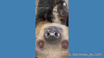 WATCH:  Cincinnati zoo welcomes first baby sloth