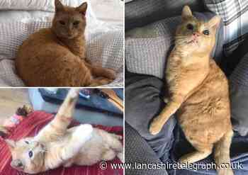 Blind cat injured after shot with air rifle in Accrington