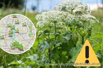 Giant Hogweed spotted in London- Where it has been found