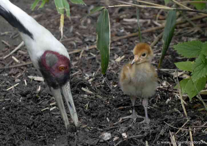 Kuiken bij de witnekkraanvogels!